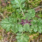 Weed and Invader Plant Management