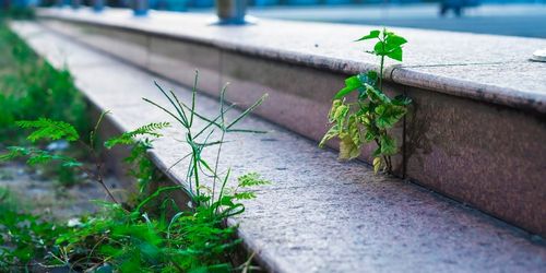 Weed Control